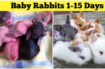 Rabbit Babies Newborn to 15 Days | Cute Baby Bunnies