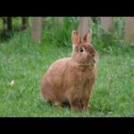 cute Rabbit in the world #short