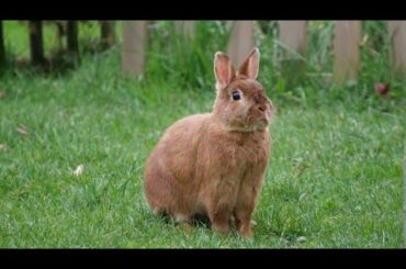 cute Rabbit in the world #short