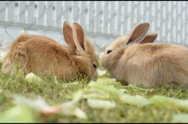 Cute Baby Rabbits || Playing,Feeding Activities || Bunny Rabbit (Baby Rabbits)