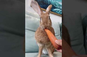 Cute Rabbit Baby Rabbit Video of Rabbit Compilation Lovely Rabbit #shorts | Ep37