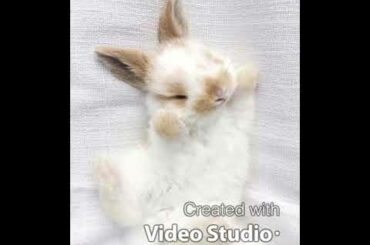 Cute bunny