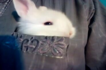 Little Cute Bunny in Pocket (*!*) Rabbit and Bunny
