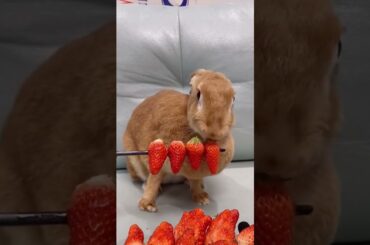 Cute Rabbit Baby Rabbit Video of Rabbit Compilation Lovely Rabbit #shorts | Ep104