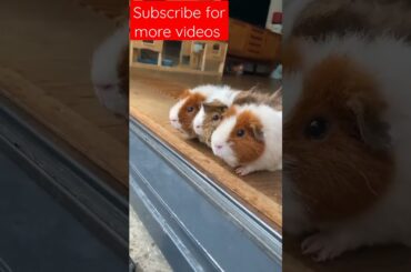 Cute Bunny | Rabbit videos | hungry bunny | bunny videos #shorts