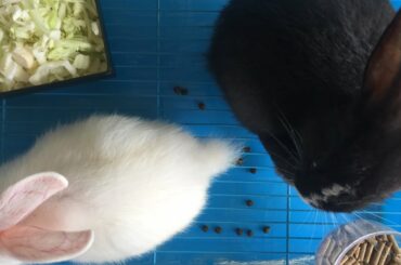 Funny and cute baby rabbit Video - Funny animals video compilation 2021