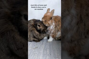 Cute Rabbit Baby Rabbit Video of Rabbit Compilation Lovely Rabbit #shorts | Ep111