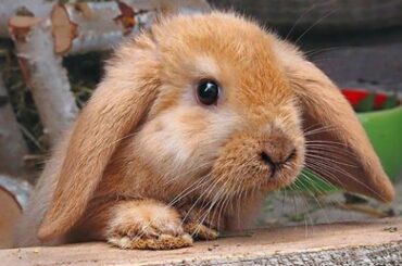 Cute Baby Bunny Compilation - Cute Baby Bunny Videos - Cute Baby Bunnies