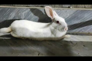Rabbit masti rest timeRabbit masti rest time cute bunnies,funny baby bunny rabbits,cute rabbit