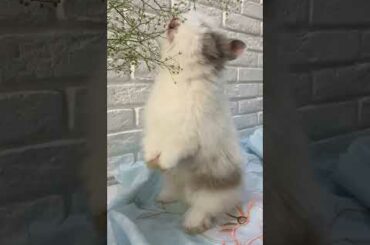 Beautiful and Cute Baby Bunny