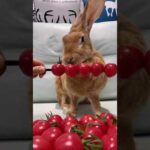 Cute Rabbit Baby Rabbit Video of Rabbit Compilation Lovely Rabbit #shorts | Ep1