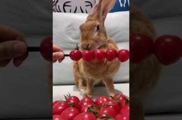 Cute Rabbit Baby Rabbit Video of Rabbit Compilation Lovely Rabbit #shorts | Ep1