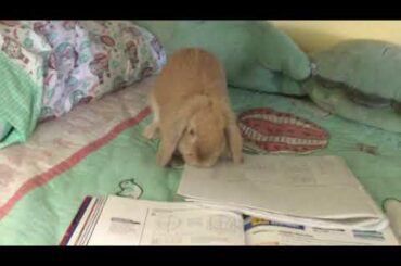 Cute bunny hates math! #math #shorts #bunny #rabbit