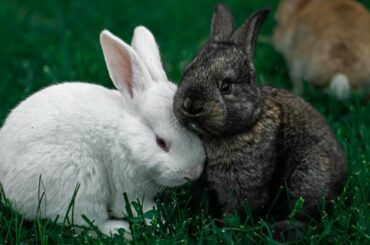 funny and cute rabbit video compilation 2021 | Cutest Universe