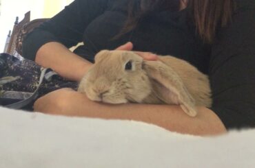 Cute bunny demands petting