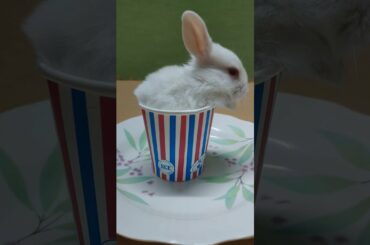 Cute Baby Rabbit #CuteBunny #Rabbits #BabyBunny
