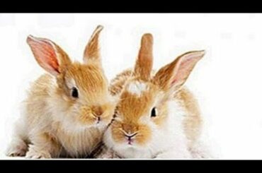 Cute baby rabbit of golden color