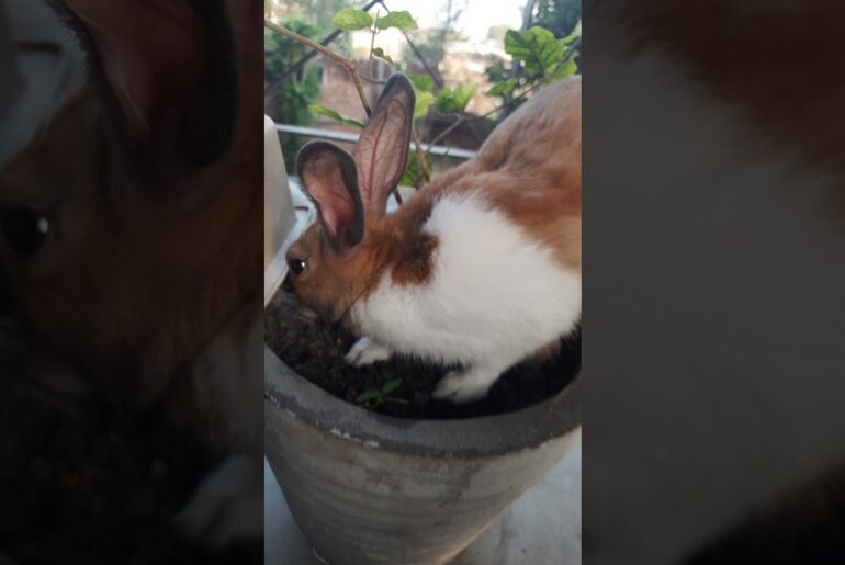 Cute rabbit playing outside | Khargosh ki masti #bunny