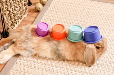 Placing Cups on My Bunny-Cute Rabbit-Sunny Bunny