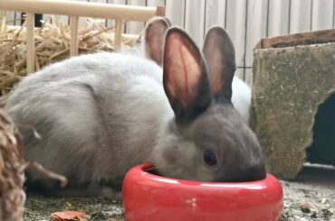 Cute Baby Rabbits Playing,Feeding Activities | Bunny Rabbit (Baby Rabbits)