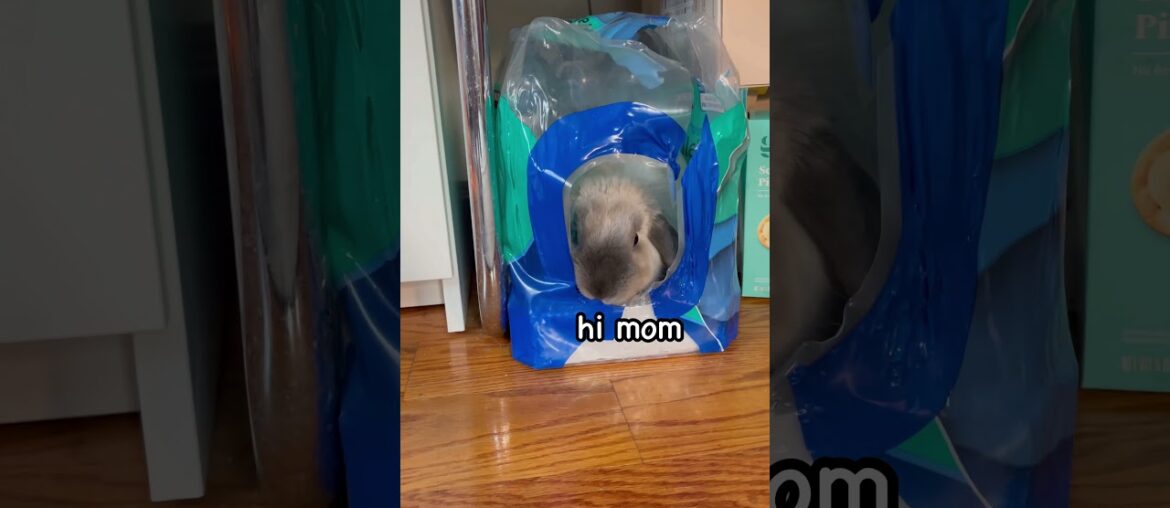 cute rabbit hiding from her mom! cute rabbit hiding from her mom!