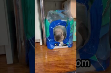 cute rabbit hiding from her mom!
