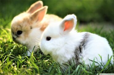 CUTE & ADORABLE BUNNIES VIDEO COMPILATION #1 | Best Video of 2021