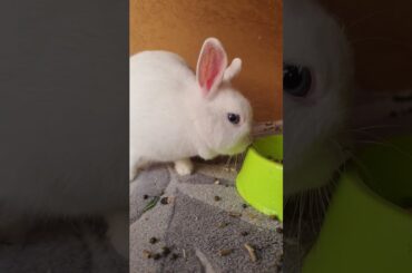 Cute Rabbit Bunny #shorts