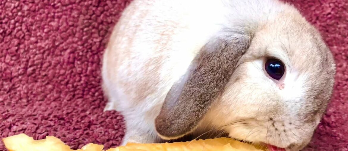 Cute rabbit eating melon Cute rabbit eating melon