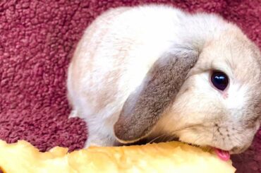 Cute rabbit eating melon