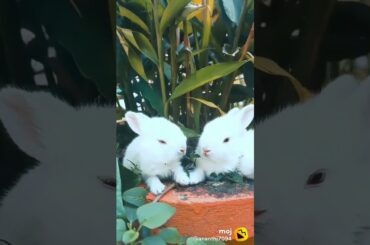 Cute Rabbit's