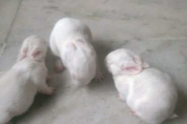 Cute Baby Rabbits Playing,Feeding Activities - Rabbit Kids are snipping to explore something