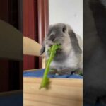 cute rabbit says: gimme more GREENS