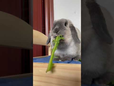 cute rabbit says: gimme more GREENS