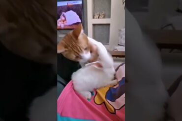 Poor Cute Rabbit #shorts