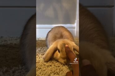 Cute Bunny Compilation #shorts #bunny #rabbit
