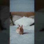 funny cute Rabbit#funny_animals #shorts