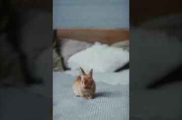 funny cute Rabbit#funny_animals #shorts