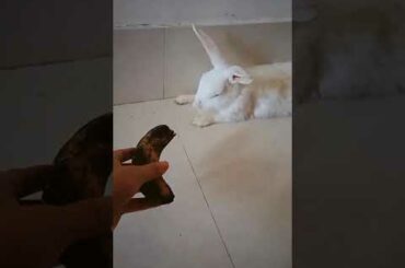 #bunny #cute rabbit eating video