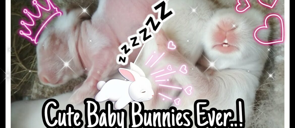 Cute Baby Bunnies Ever | Baby Rabbits | Newborn Bunnies Rabbit Cute Baby Bunnies Ever | Baby Rabbits | Newborn Bunnies Rabbit