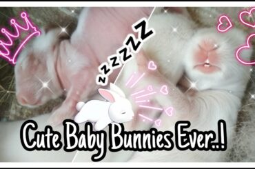 Cute Baby Bunnies Ever | Baby Rabbits | Newborn Bunnies Rabbit