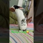 #Trained Bunny #Funny Video # Cute Bunny love for food