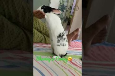 #Trained Bunny #Funny Video # Cute Bunny love for food