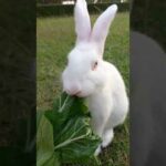 Kelinci lucu makan sawi| Cute rabbit eating mustard greens#shorts
