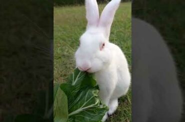 Kelinci lucu makan sawi| Cute rabbit eating mustard greens#shorts