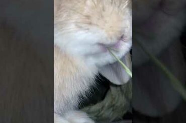 Cute Bunny Munching on Hay #shorts #bunny #rabbit #cutebunny #cutepets