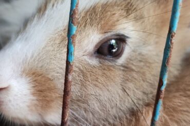 Cute Baby Rabbit eye