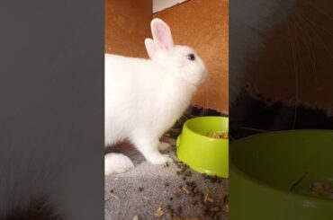Cute bunny with cute sound #shorts