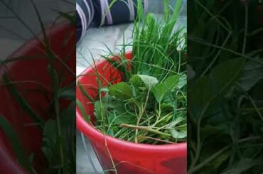 My Cute Rabbit | Pet Rabbit