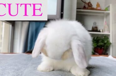 Cute Baby Bunny Washing Her Face and Eating Food